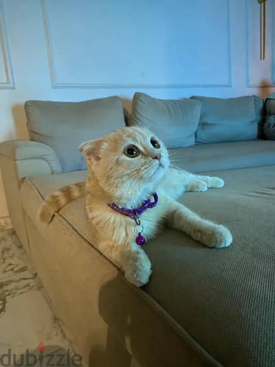 scotisch fold cat