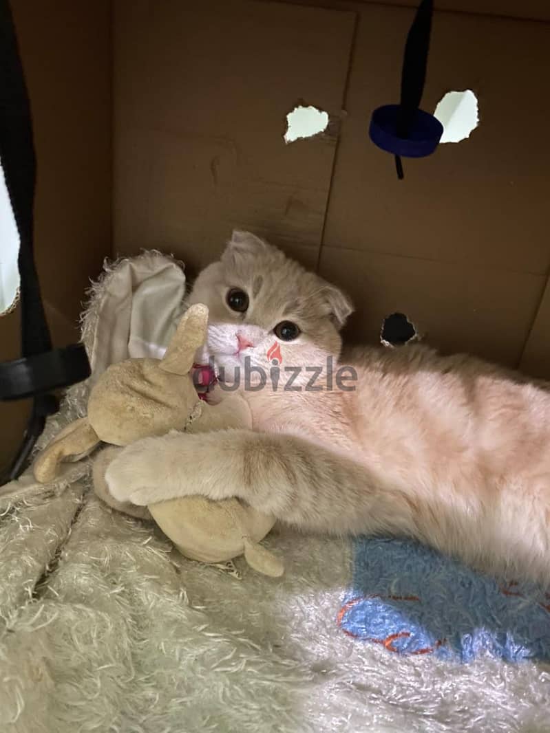 scotisch fold cat 1