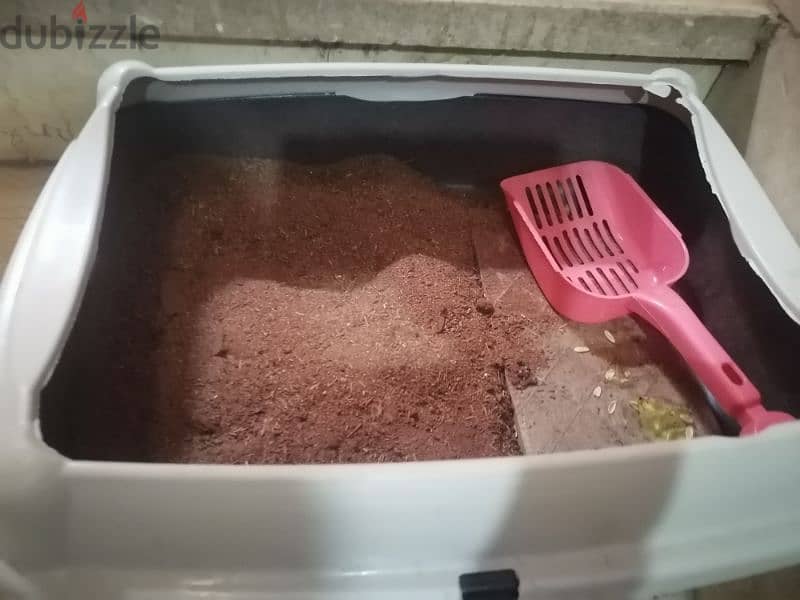سلحفاة ذكر 3