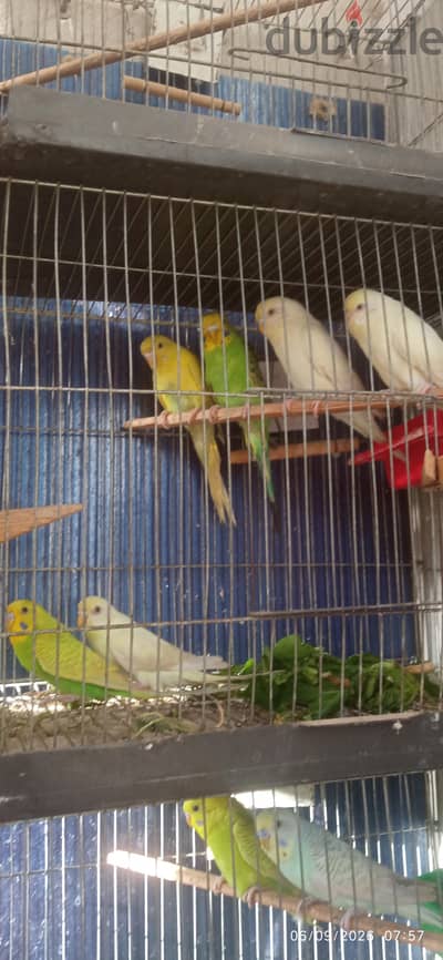 مجموعة لاتيني وتركيبات استرالي مميزة جاهزة على الشغل