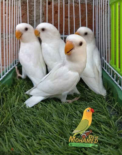 روز البينو