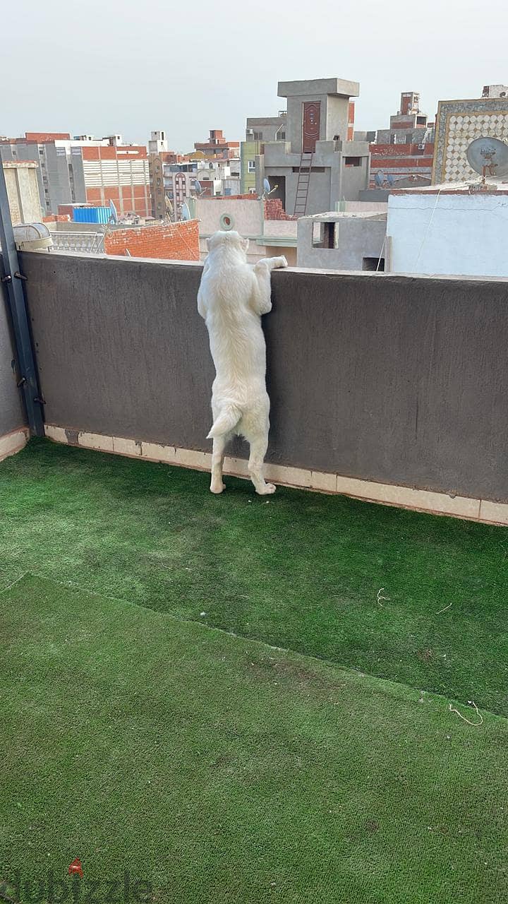 جرو الاباي 3