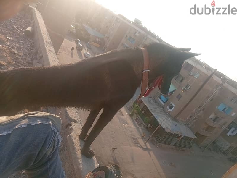 مالينو 2