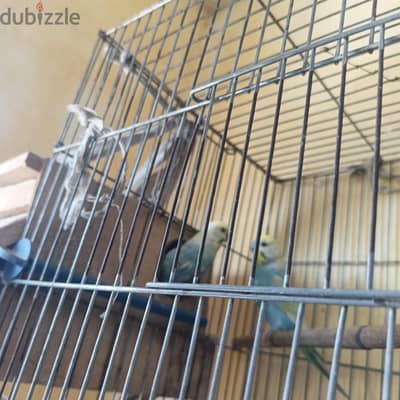 جوز ريمبو معاه 5 فروغ