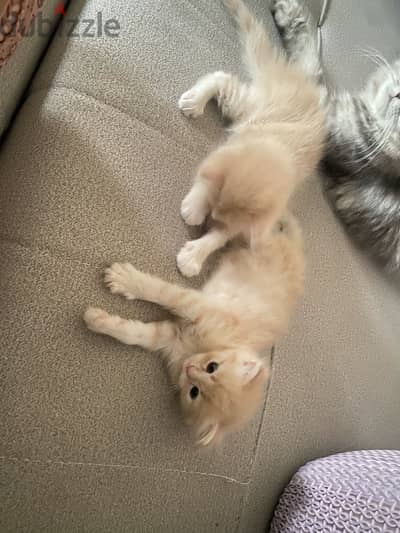 Persian male kittens One and a half months old