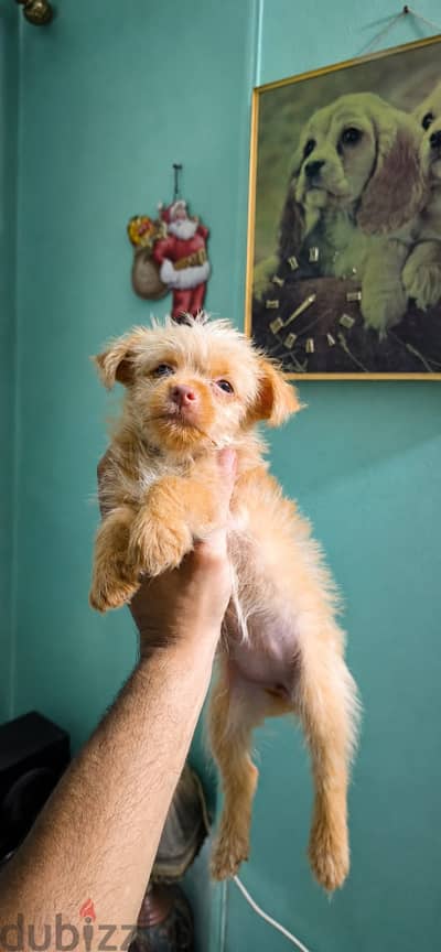 كلب Yorkshire Golden Puppy لون نادر مميز وعمر شهرين