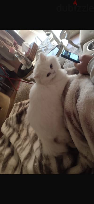 Persian white female cat