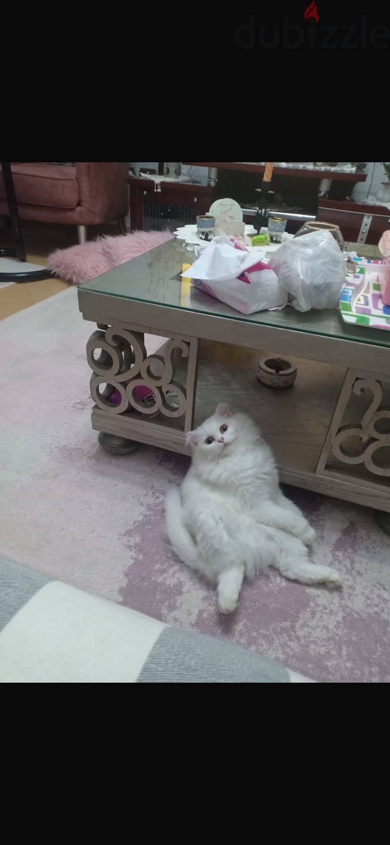 Persian white female cat 1