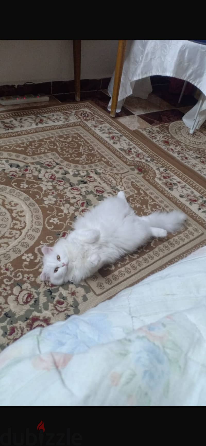 Persian white female cat 2
