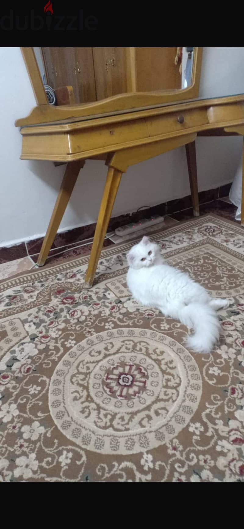 Persian white female cat 3
