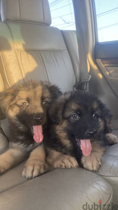 German puppies