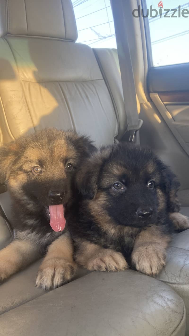 German puppies 1