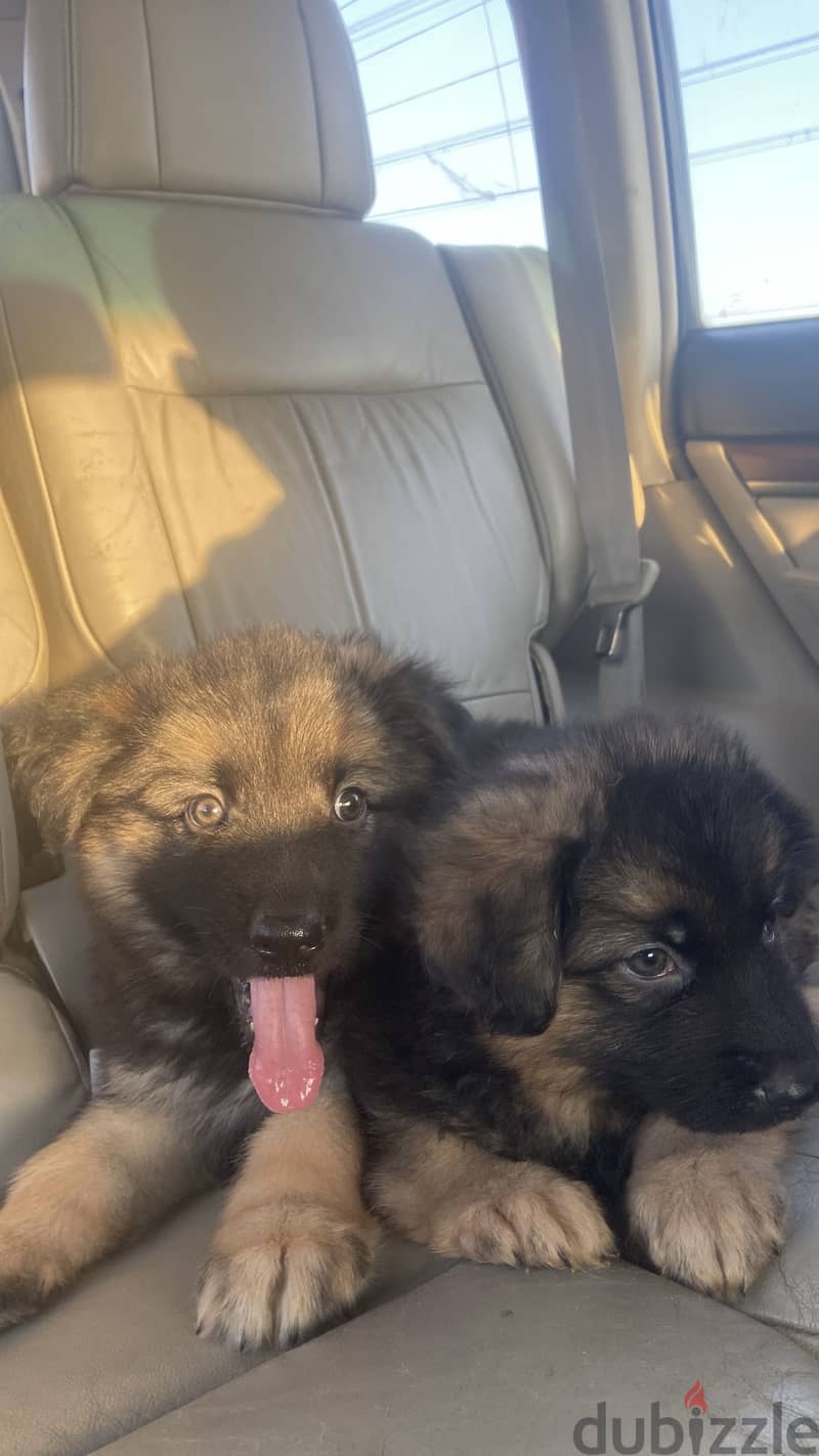 German puppies 2