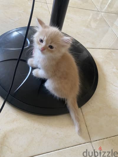 Sherazi kitten