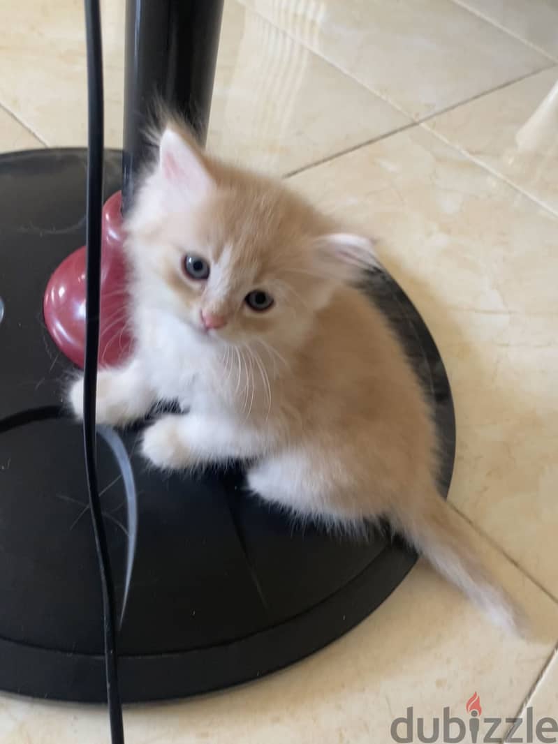 Sherazi kitten 1