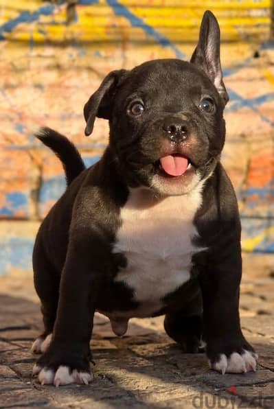 جرو كلب امريكان بولي ذكر (بيديجري) | Male American Bully Dog