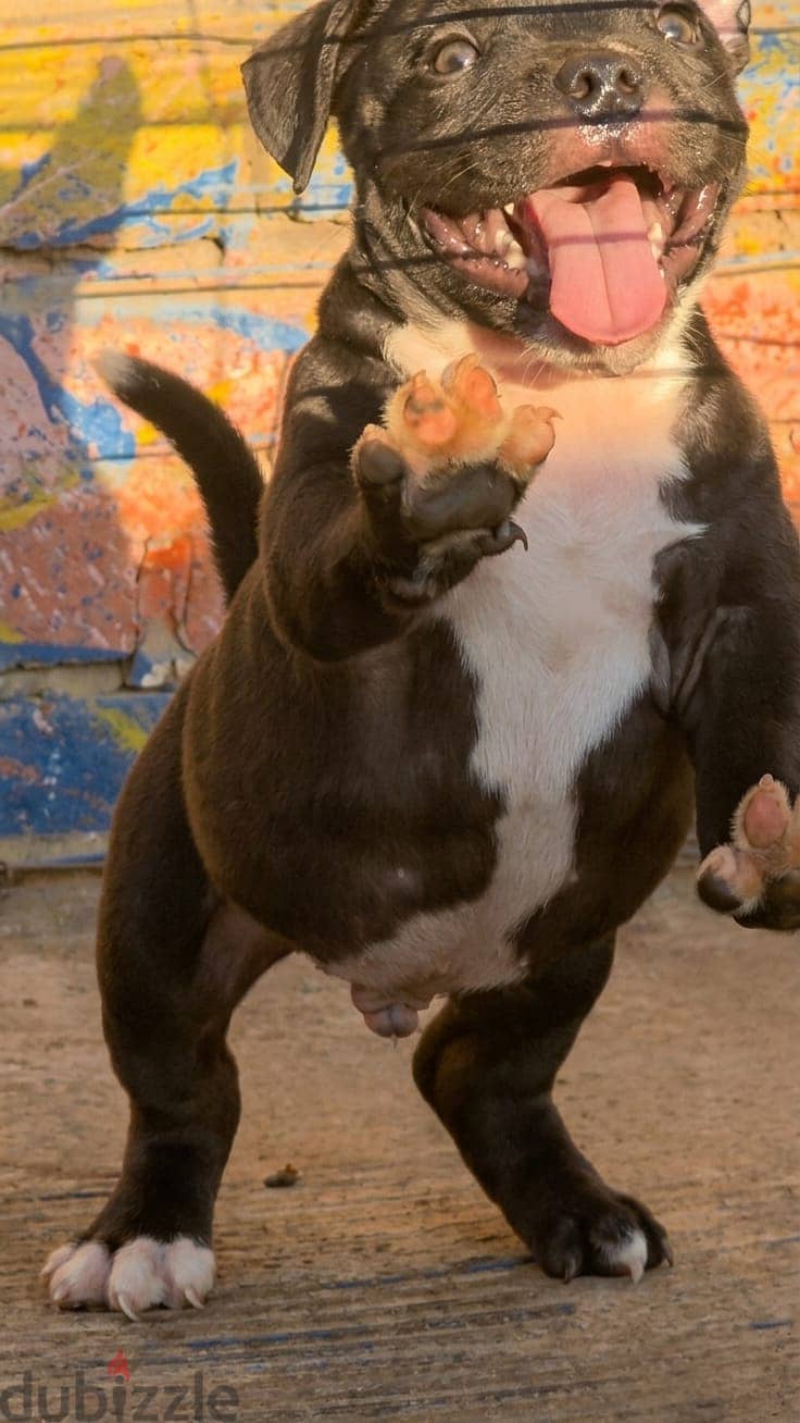 جرو كلب امريكان بولي ذكر (بيديجري) | Male American Bully Dog 1