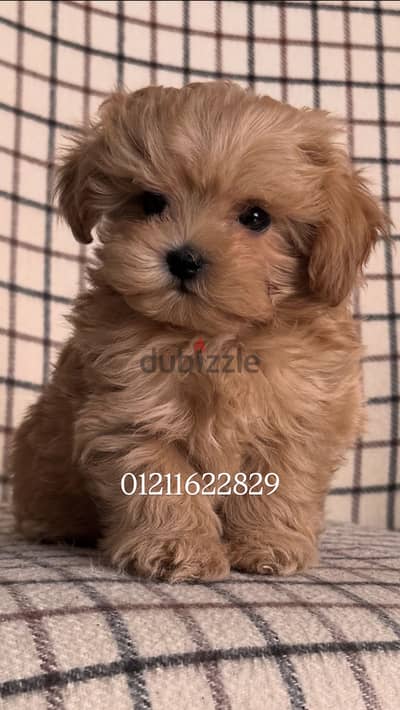 Poodle x maltipoo puppies مالتيبو