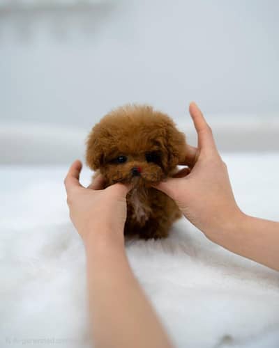 unique teacup poodle name 55 days old imported for reservation