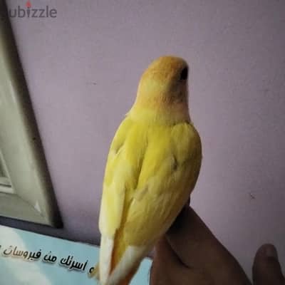 فلل لاتيني