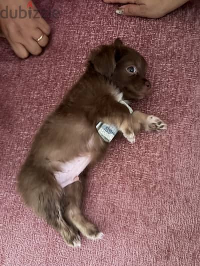 Havense puppy