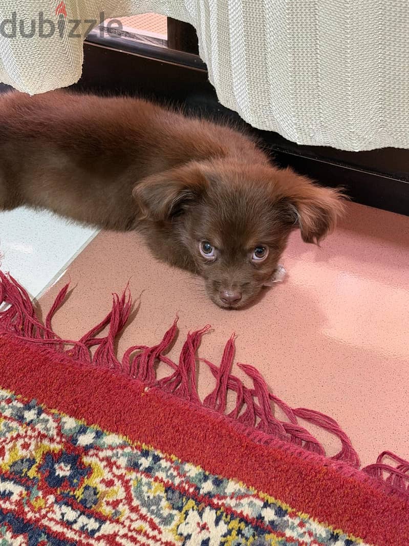 Havense puppy 1