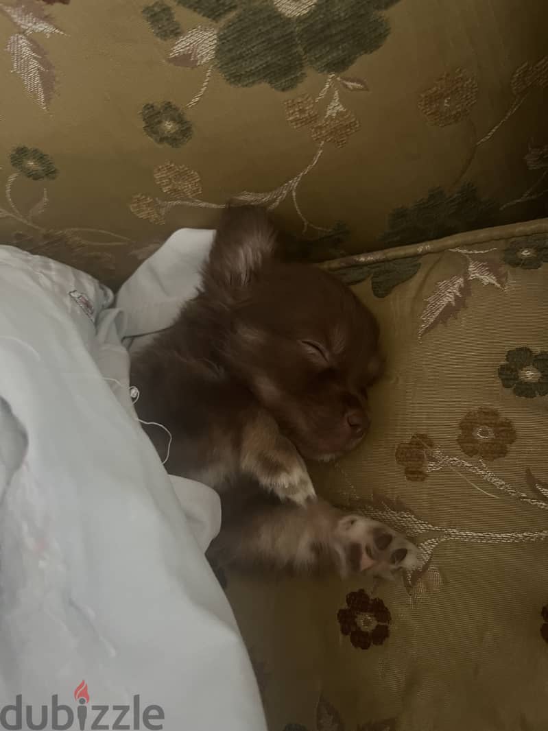 Havense puppy 2