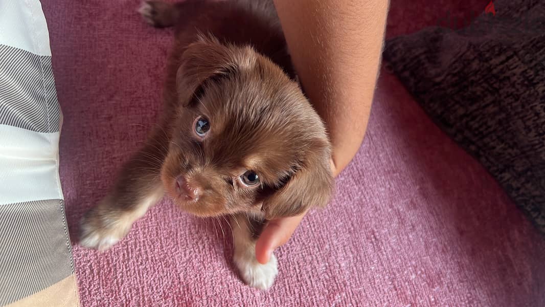Havense puppy 3
