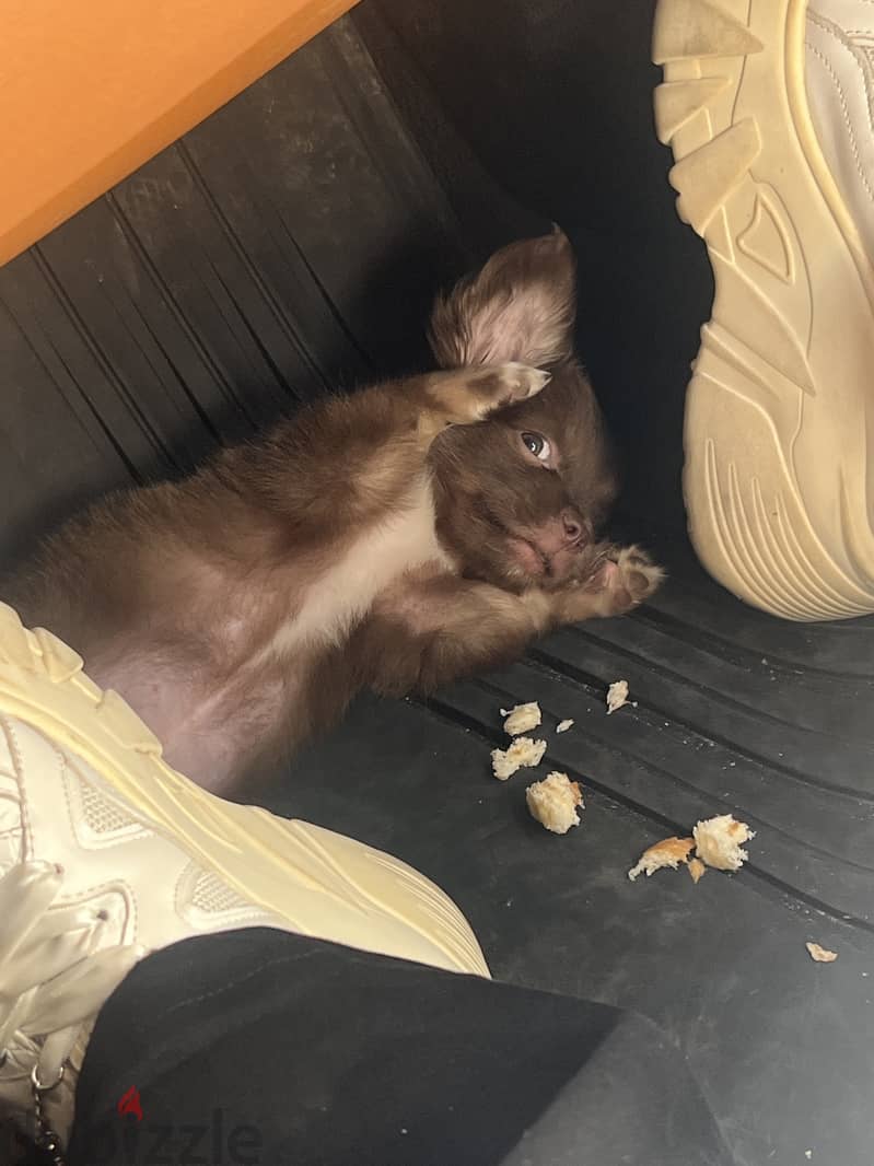 Havense puppy 4