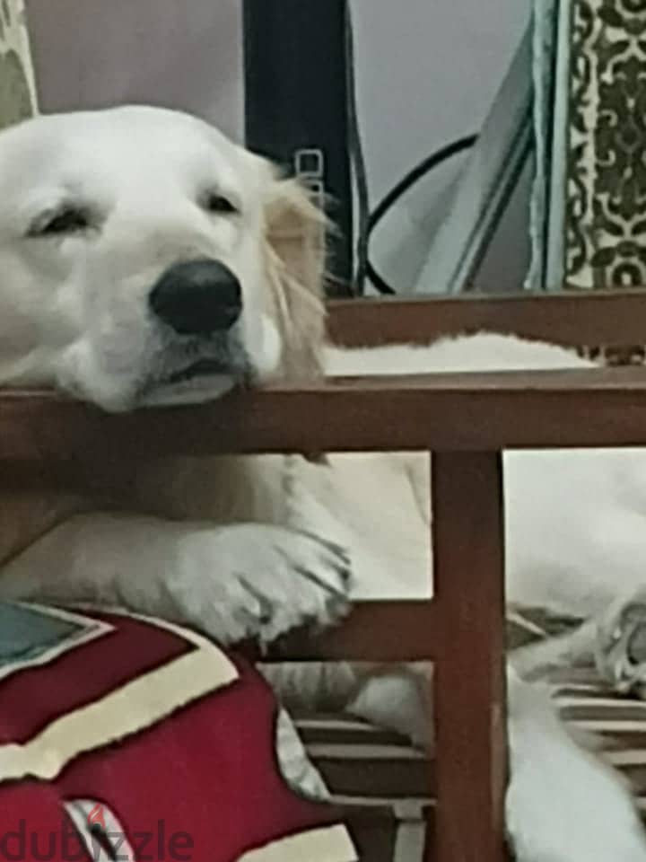 Golden retriever 1