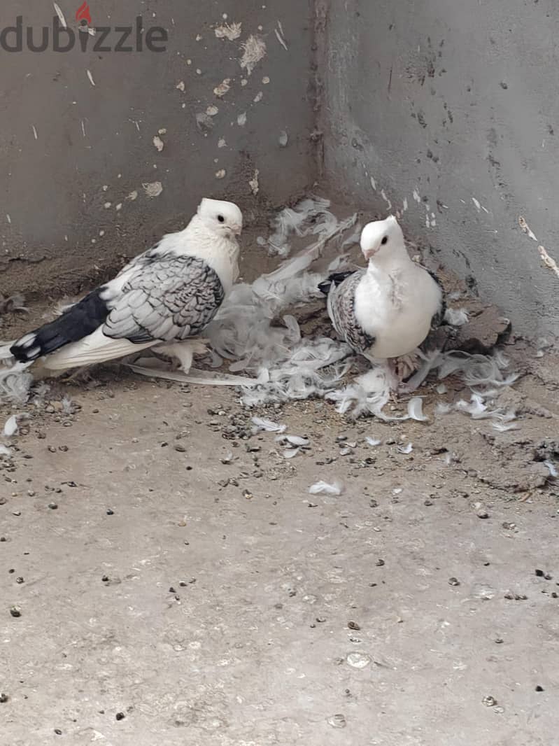 حمام  كشك 3