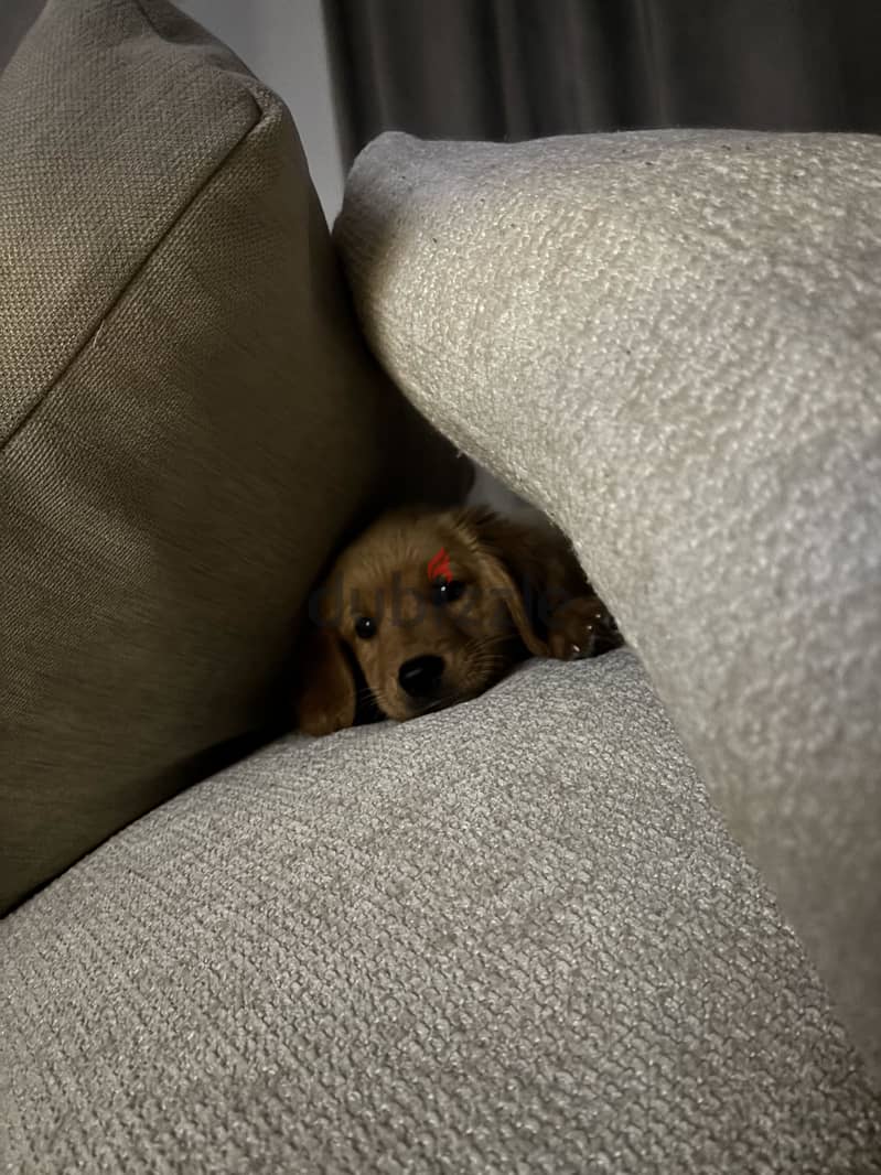 golden retriever 1