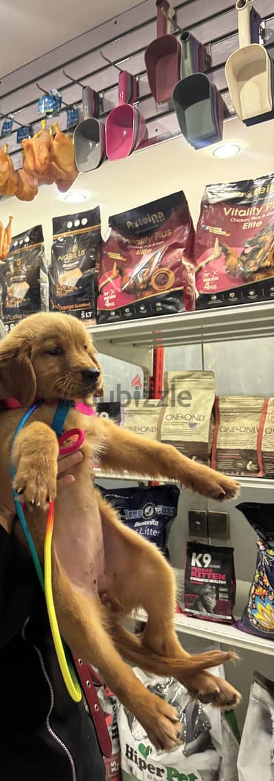 golden retriever
