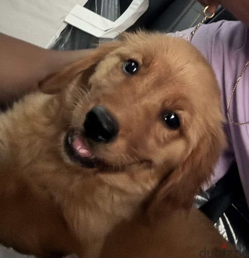 golden retriever 2
