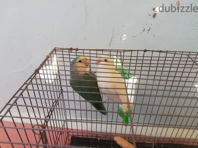 جوز روز شغال. البنت البينو والولد تركواز.  بيطلعو اوبلاينات. معاهم قفص