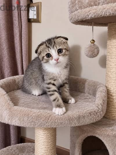 Scottish Fold قط سكوتش فولد للبيع