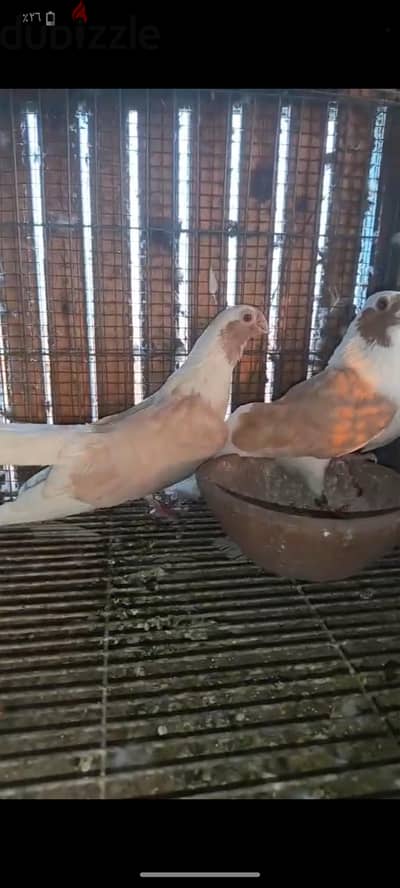 جوز ابلق سكروته شغالين