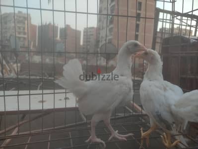 فراخ هندي