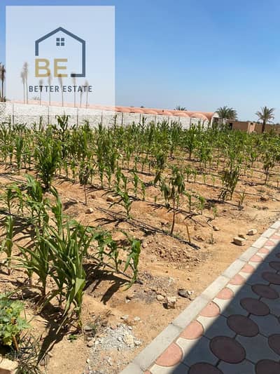Farm for Sale In the East Dream 2 Project, Abu Ghalib Road Farm for Sale In the East Dream 2 Project, Abu Ghalib Road