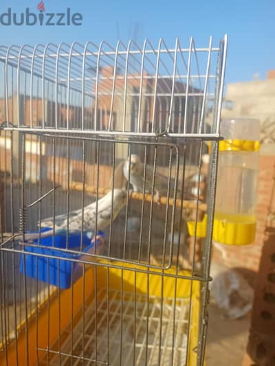 عصفير استرالي للبيع