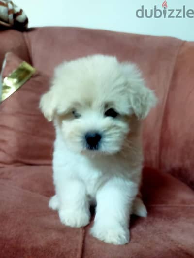 puppies Griffon pure Germany