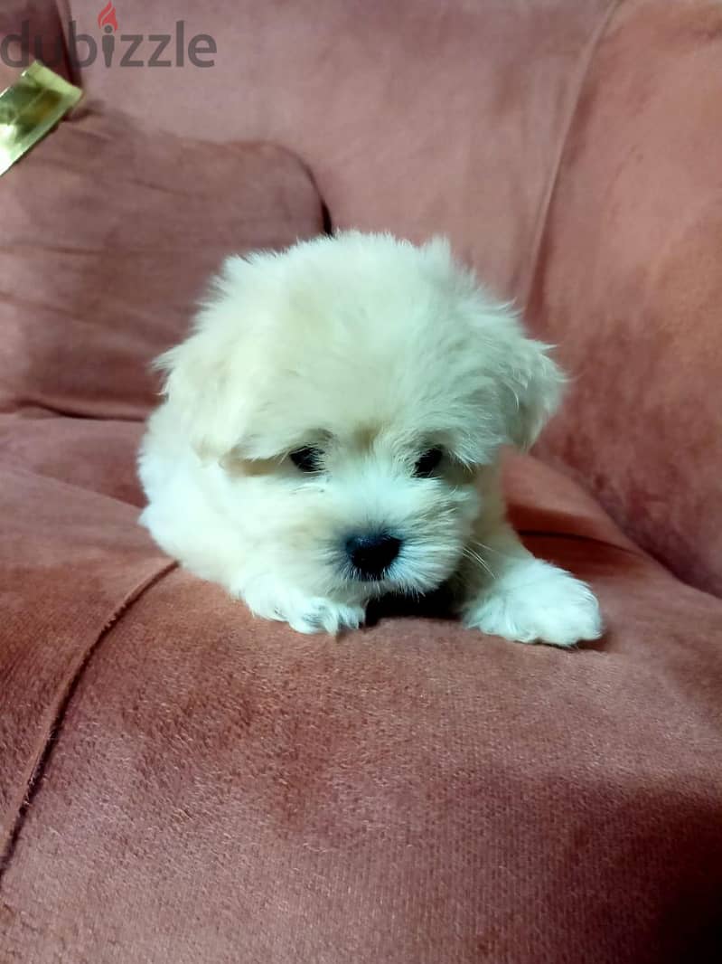 puppies Griffon pure Germany 1