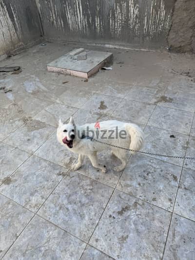 جيرمن وايت بيع او بدل
