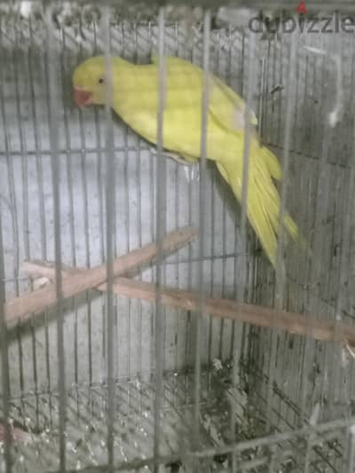 دره هندي