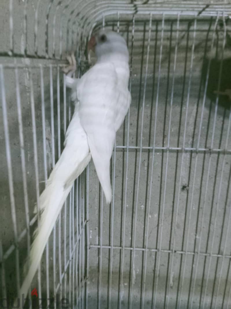 دره هندي 2