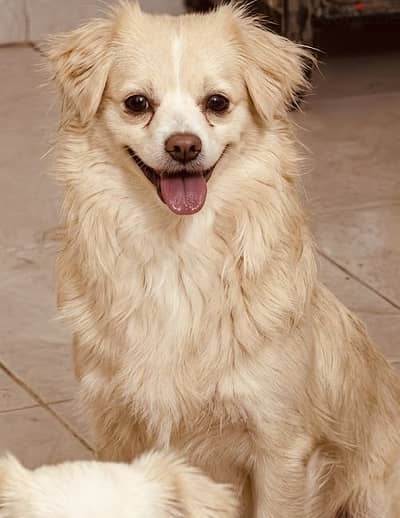 French griffon male