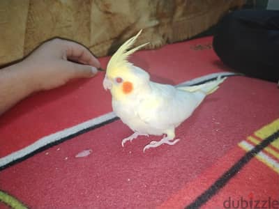 كوكتيل لاتيني عين حمراء