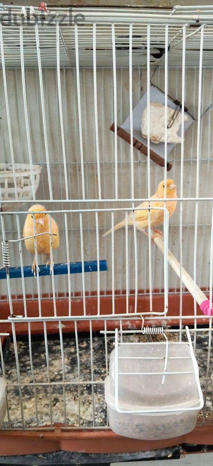 عصافير 5