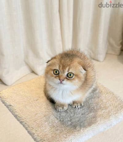 Scottish fold gold