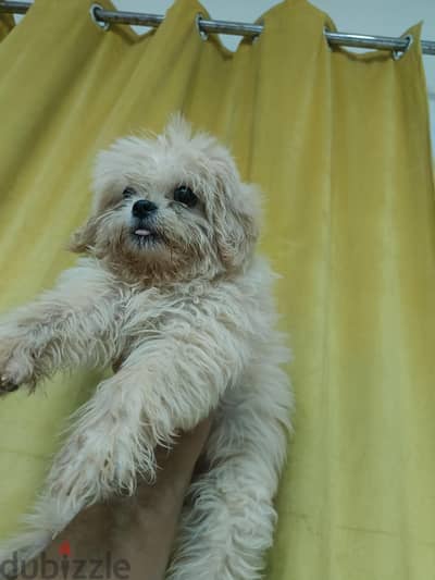 Female Shih Tzu xMaltibo available